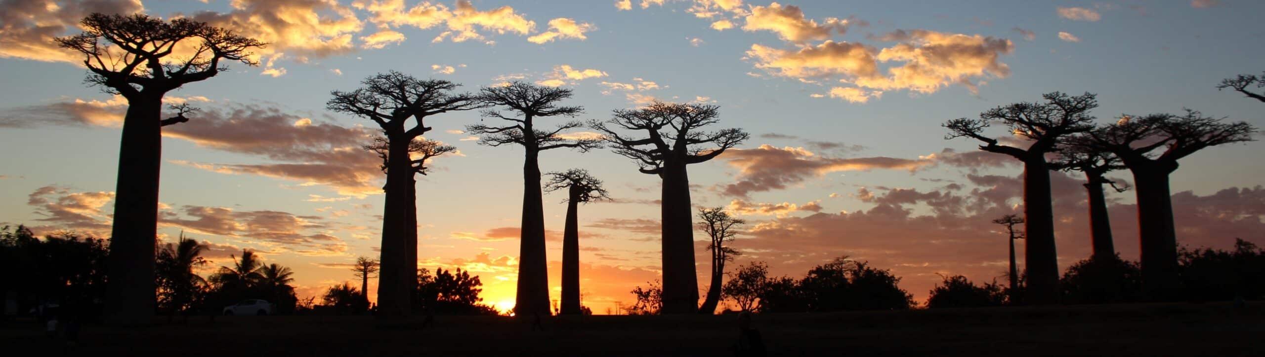 Voyage à Madagascar découvrir Morondave