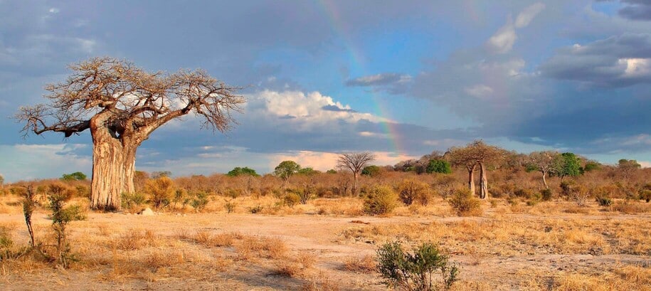 Ruaha, ou le royaume des lions 1 Paysages de brousse dans le parc de Ruaha dans le sud Tanzanie