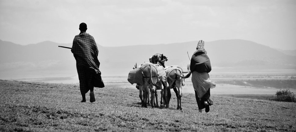 Immersion dans le Ngorongoro 6 Safari en 4X4 dans le cratère du Ngorongoro