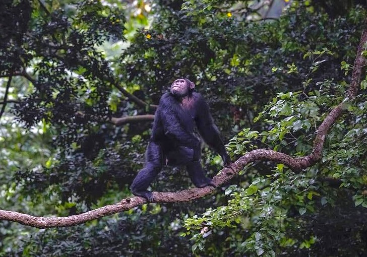 Safari Royal en Ouganda 20 Ouganda Chimpanzes Kibale