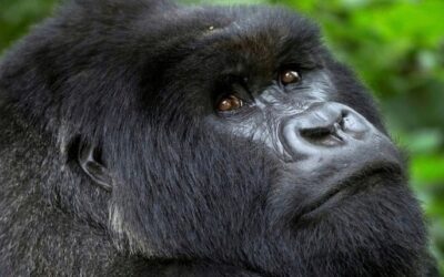 Rencontre avec les gorilles en Ouganda