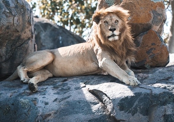 Immersion dans le Ngorongoro 15 Ruaha