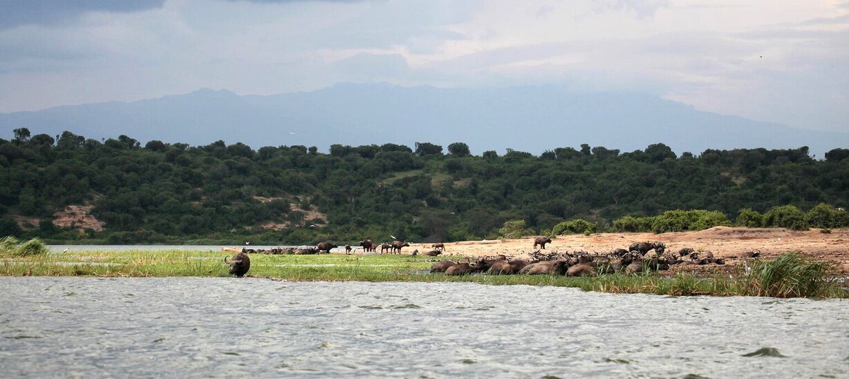 Safari Royal en Ouganda 18 Rives du canal Kazinga