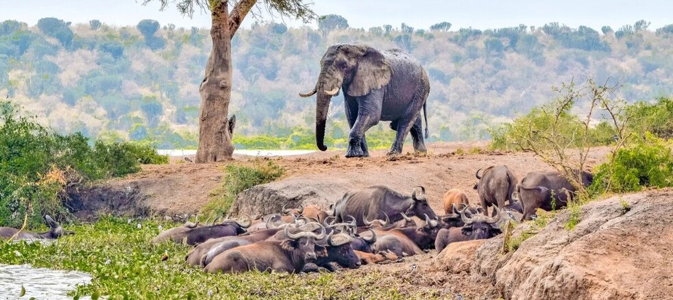 Safari Royal en Ouganda 9 Elephants et buffles dans le parc Queen Elisabeth