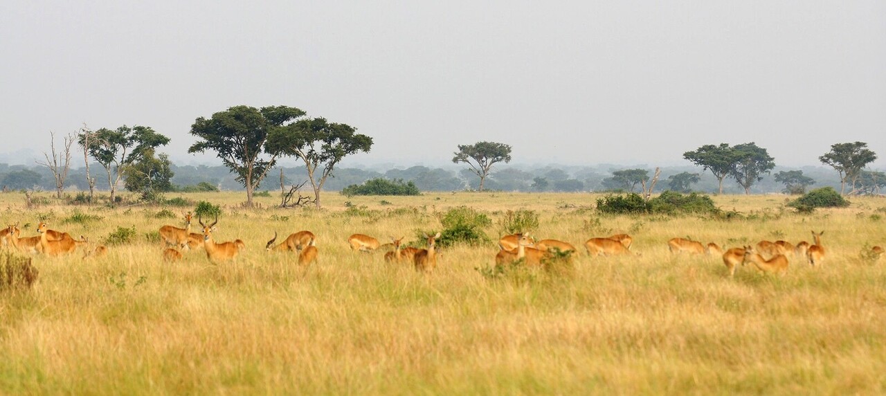 Safari Royal en Ouganda 11 Safari dans le parc Queen Elisabeth